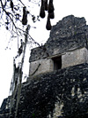 Tikal-der große Jaguar